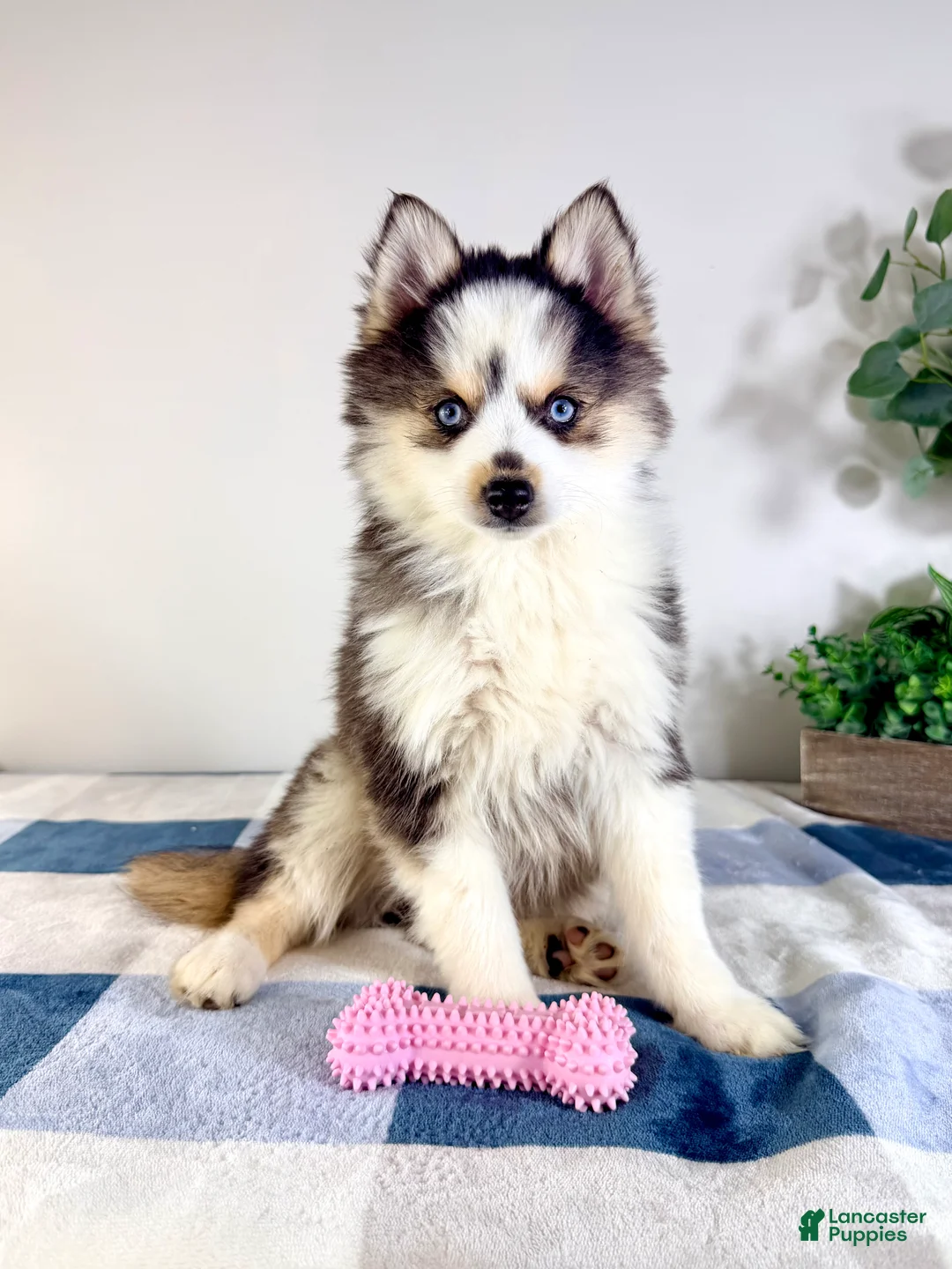Pomsky dogs for sale: Frost - Ad 1