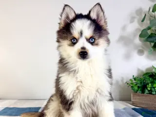 Pomsky dogs Frost - Ad 14