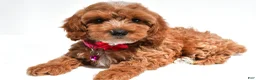 Cockapoo dogs for sale: Tiffany - Ad 8