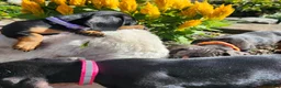 Miniature Dachshund dogs for sale: Zella - Ad 12