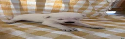 German Shepherd dogs for sale: Everest - Ad 3
