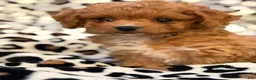Toy Poodle dogs for sale: Hershey - Ad 5