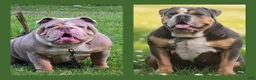 Olde English Bulldogge dogs for sale: Baby Girl - Ad 15