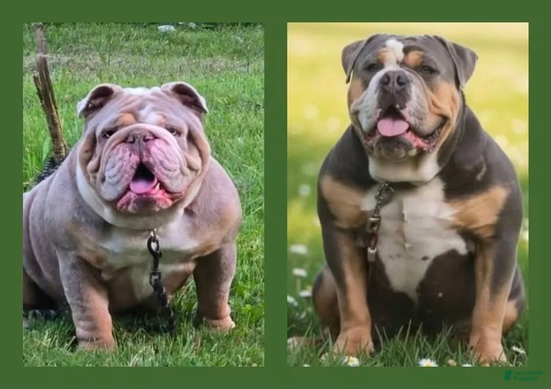 Olde English Bulldogge dogs for sale: Baby Girl - Ad 15