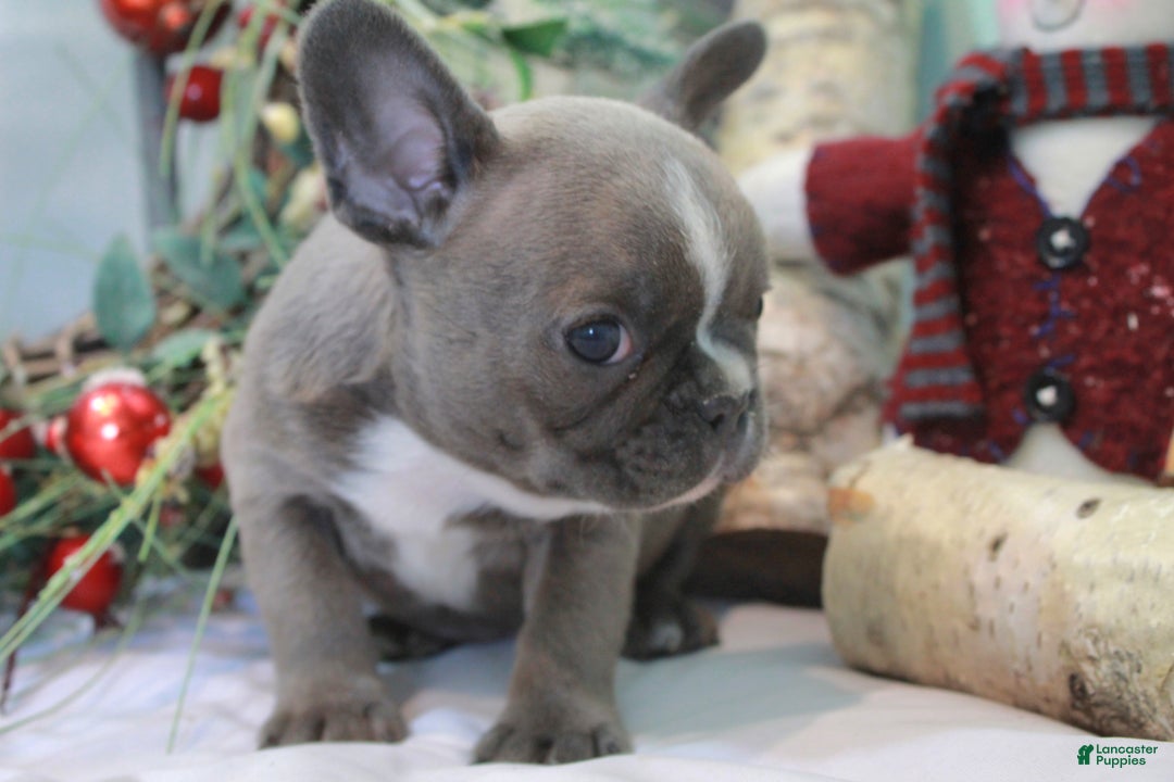 Frenchton dogs for sale: Bella  - Ad 10