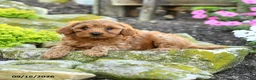 Miniature Poodle dogs for sale: Tucker - Ad 4