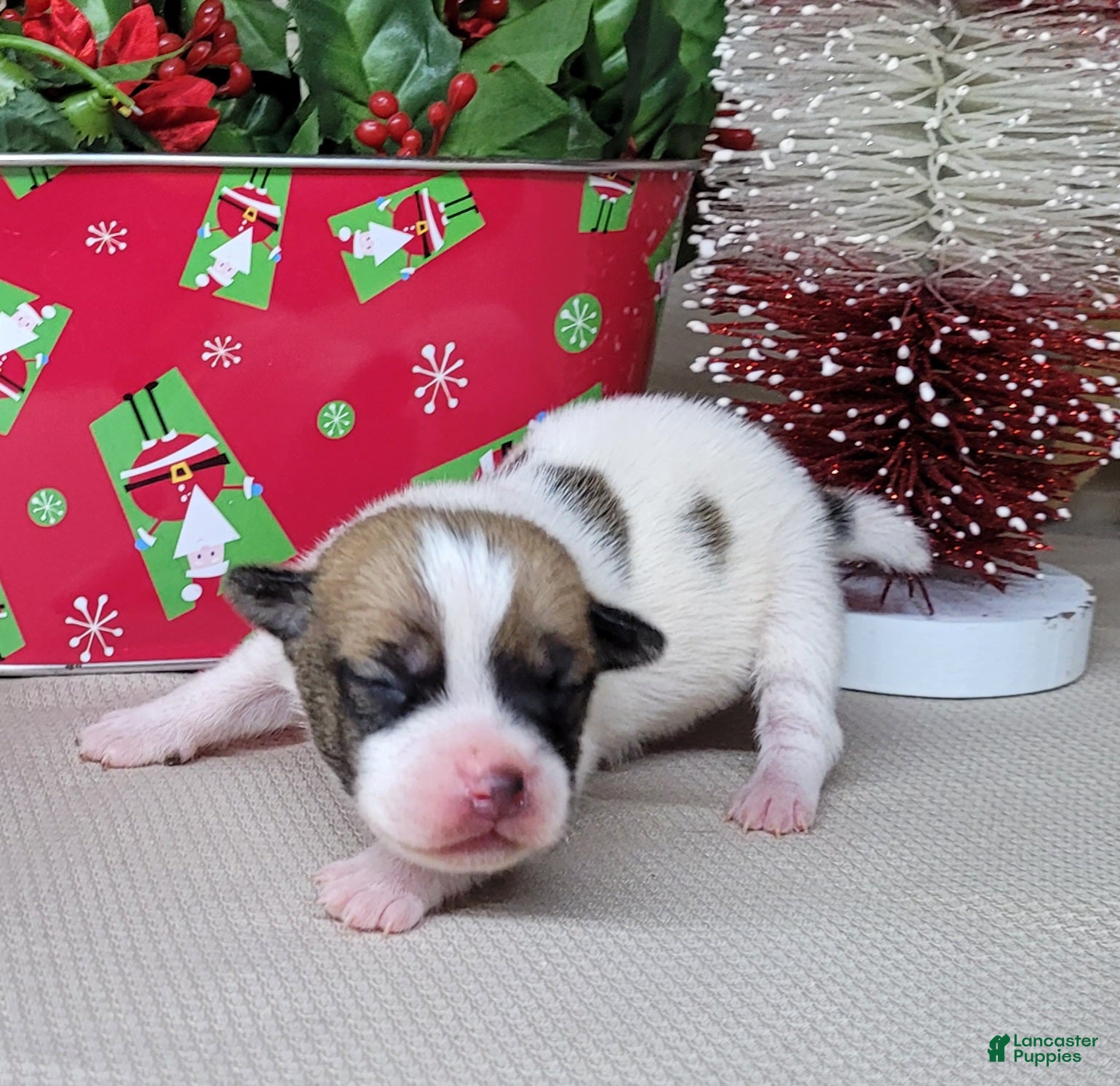 Jack Russell Terrier dogs Westfork's TORQ - Ad 6