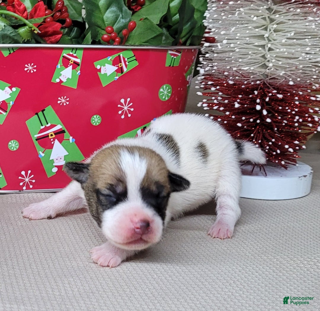 Jack Russell Terrier dogs for sale: Westfork's TORQ - Ad 1