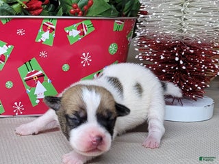 Jack Russell Terrier dogs Westfork's TORQ - Ad 2