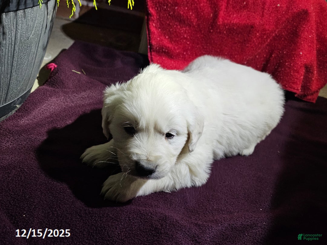 Golden Retriever dogs for sale: Kyle - Ad 2