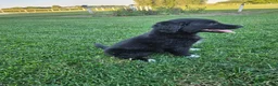 Mixed Breed dogs for sale:  Molly  - Ad 3