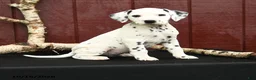 Dalmatian dogs for sale: Jupiter - Ad 3