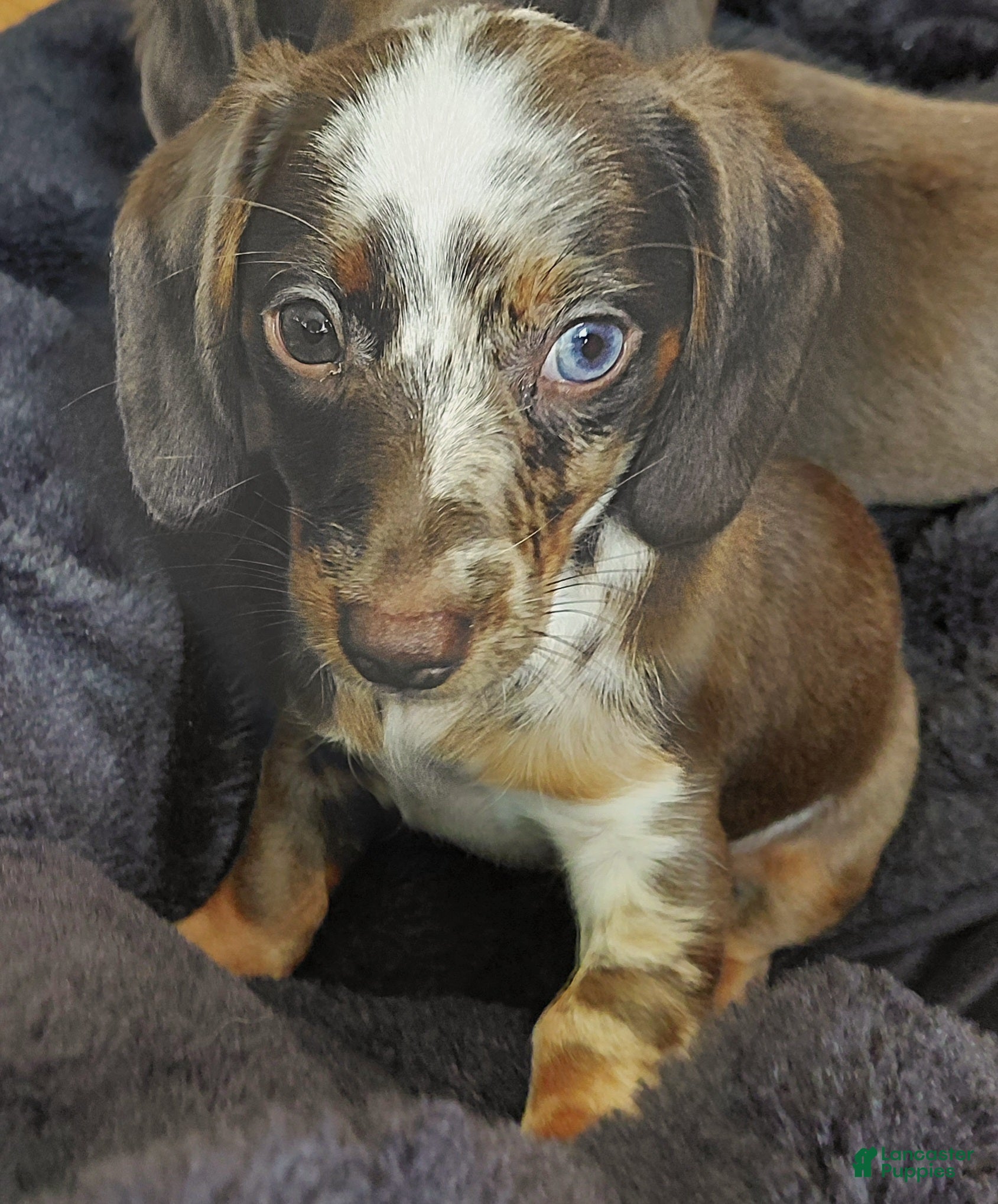 Miniature Dachshund dogs TILLY - Ad 2