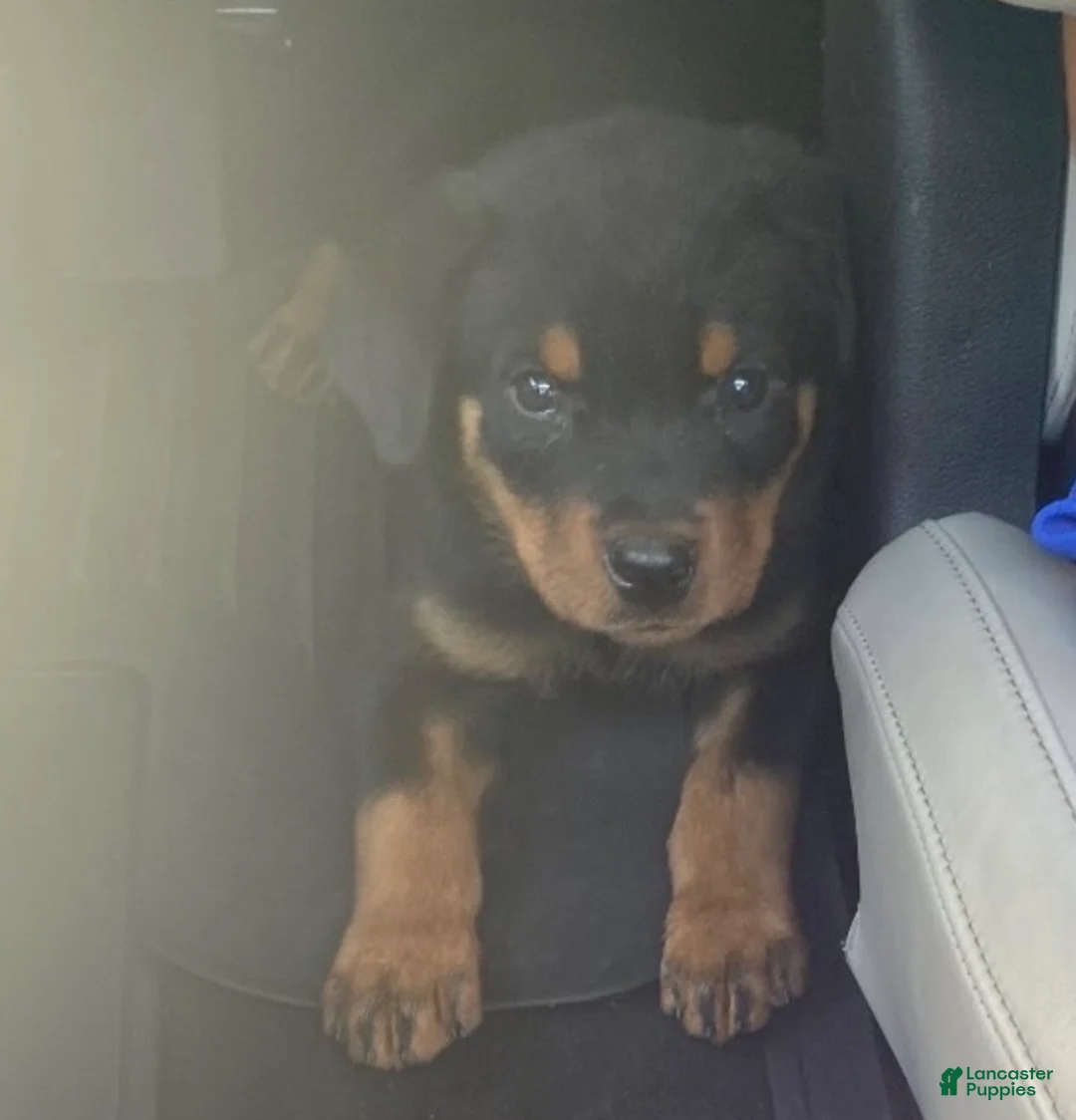 Rottweiler dogs for stud: Benzino  - Ad 6