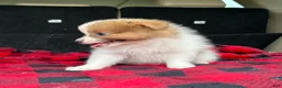 Pomeranian dogs for sale: Dougy - Ad 5