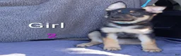 German Shepherd dogs for sale: German Shepherd 4 - Ad 3