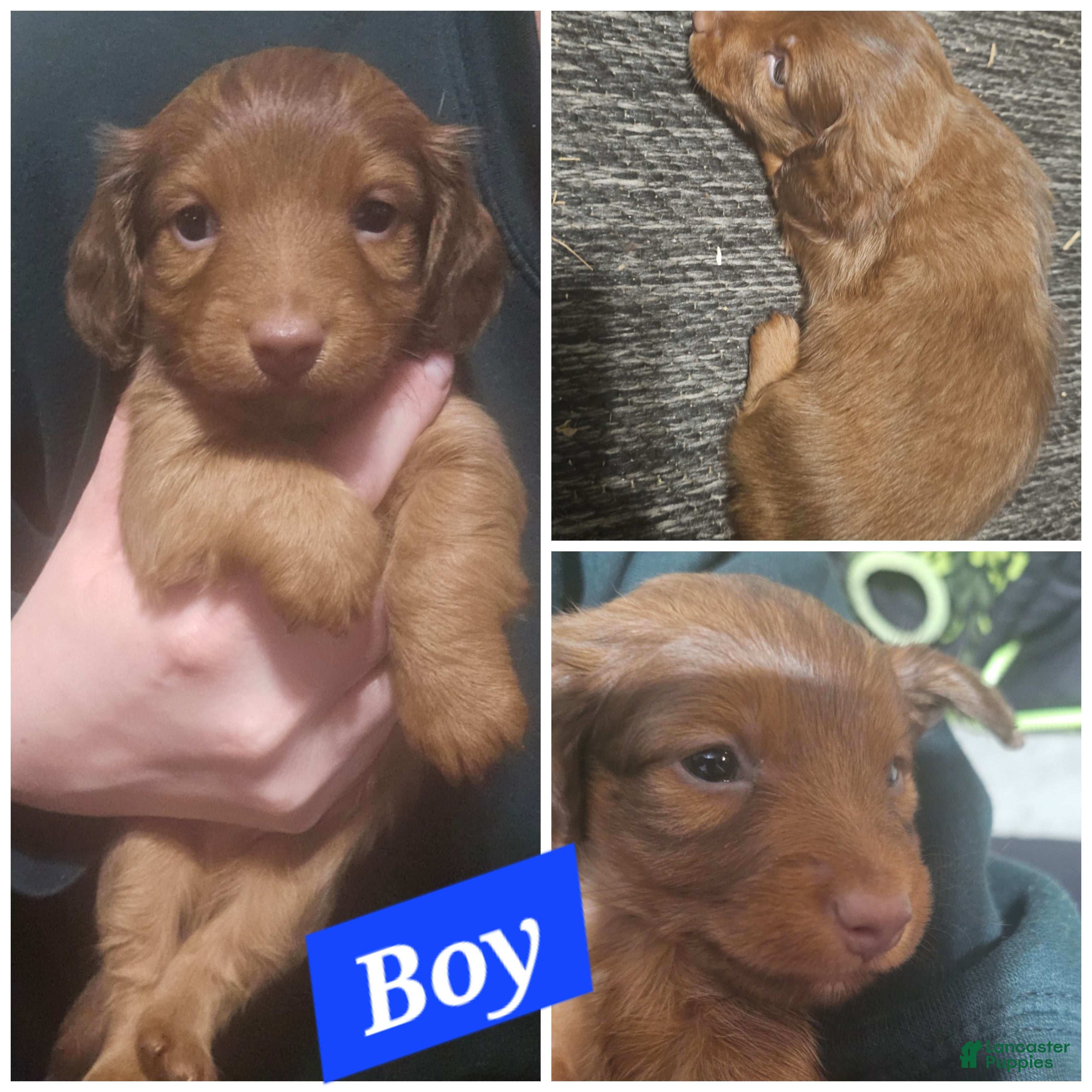 Miniature Dachshund dogs Miniature Dachshund Puppy 2 - Ad 27