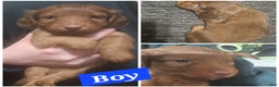 Miniature Dachshund dogs for sale: Miniature Dachshund Puppy 2 - Ad 1