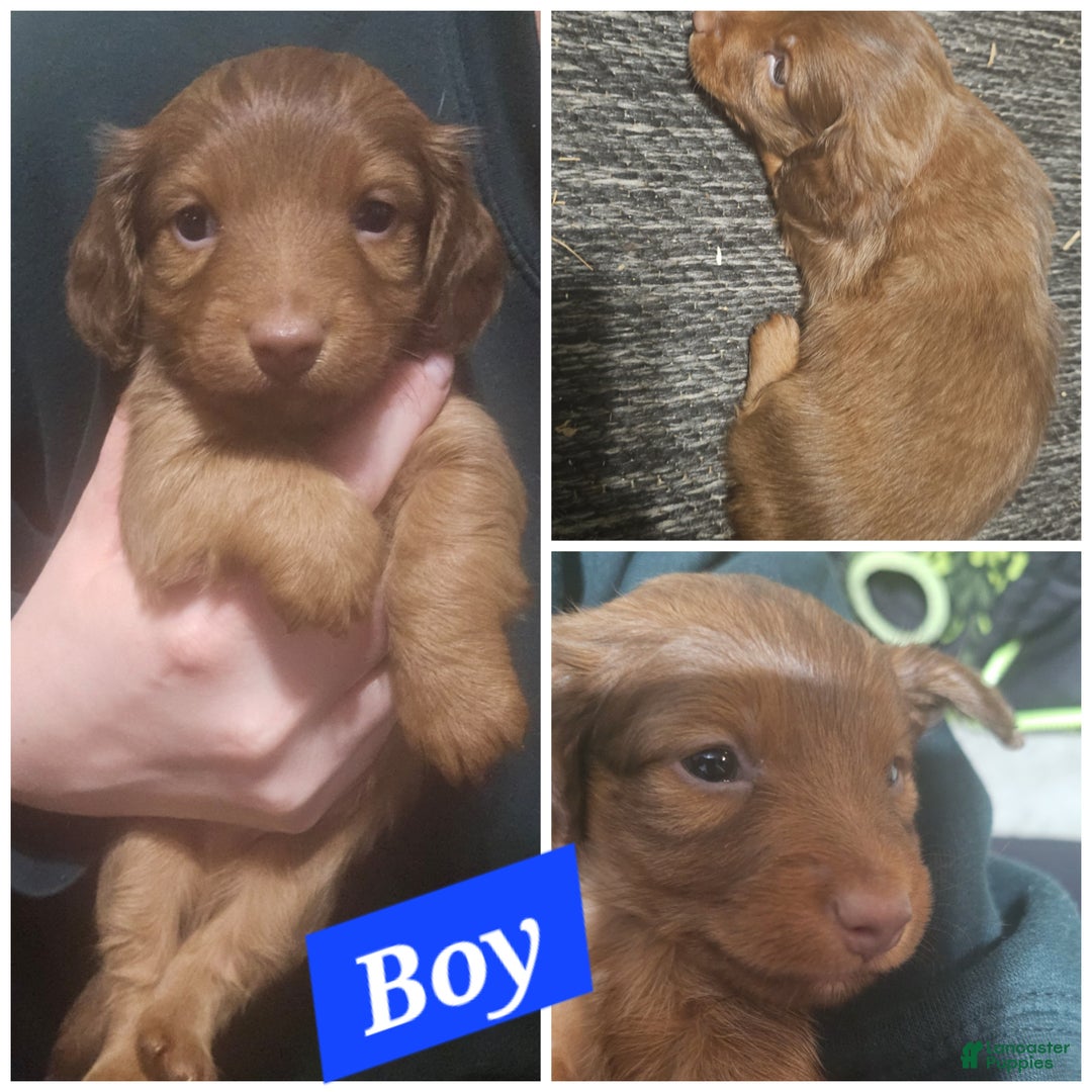 Miniature Dachshund dogs for sale: Miniature Dachshund Puppy 2 - Ad 1