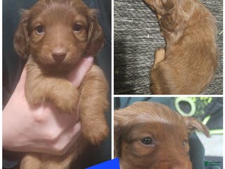 Miniature Dachshund dogs Miniature Dachshund Puppy 2 - Ad 27