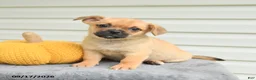 Mixed Breed dogs for sale: Sawyer - Ad 3
