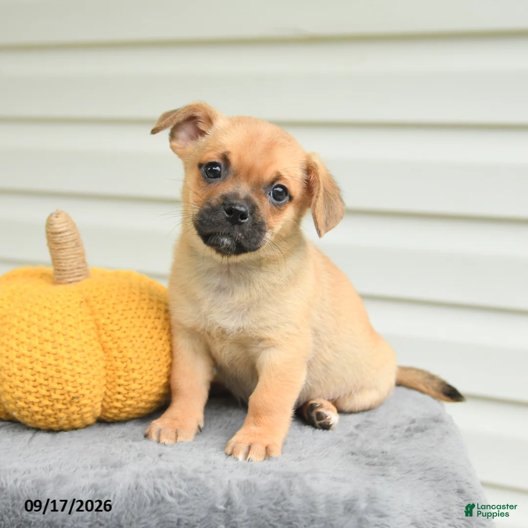 Mixed Breed dogs for sale: Sawyer - Ad 3