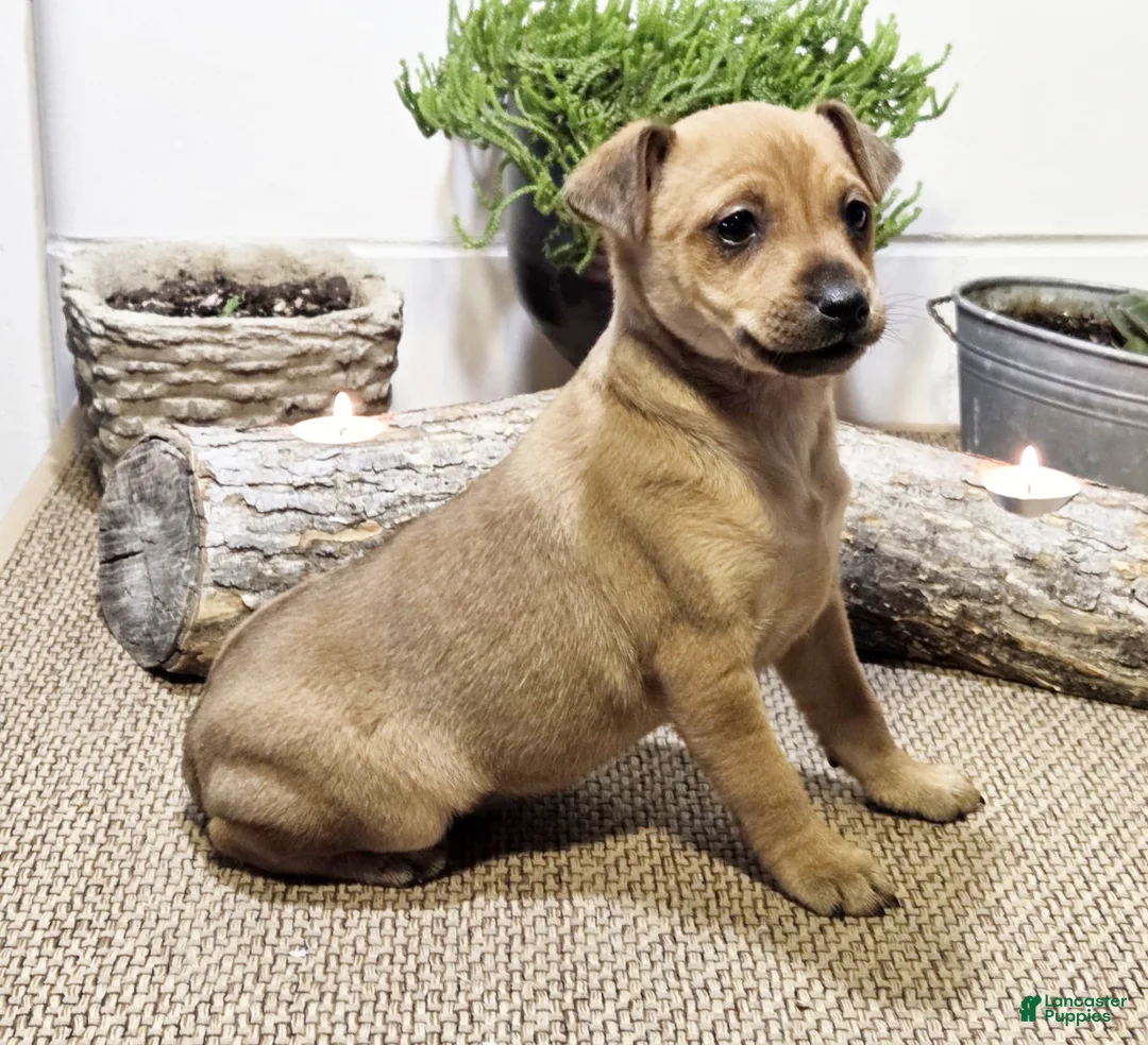 Miniature Pinscher dogs for sale: Pearl - Ad 2