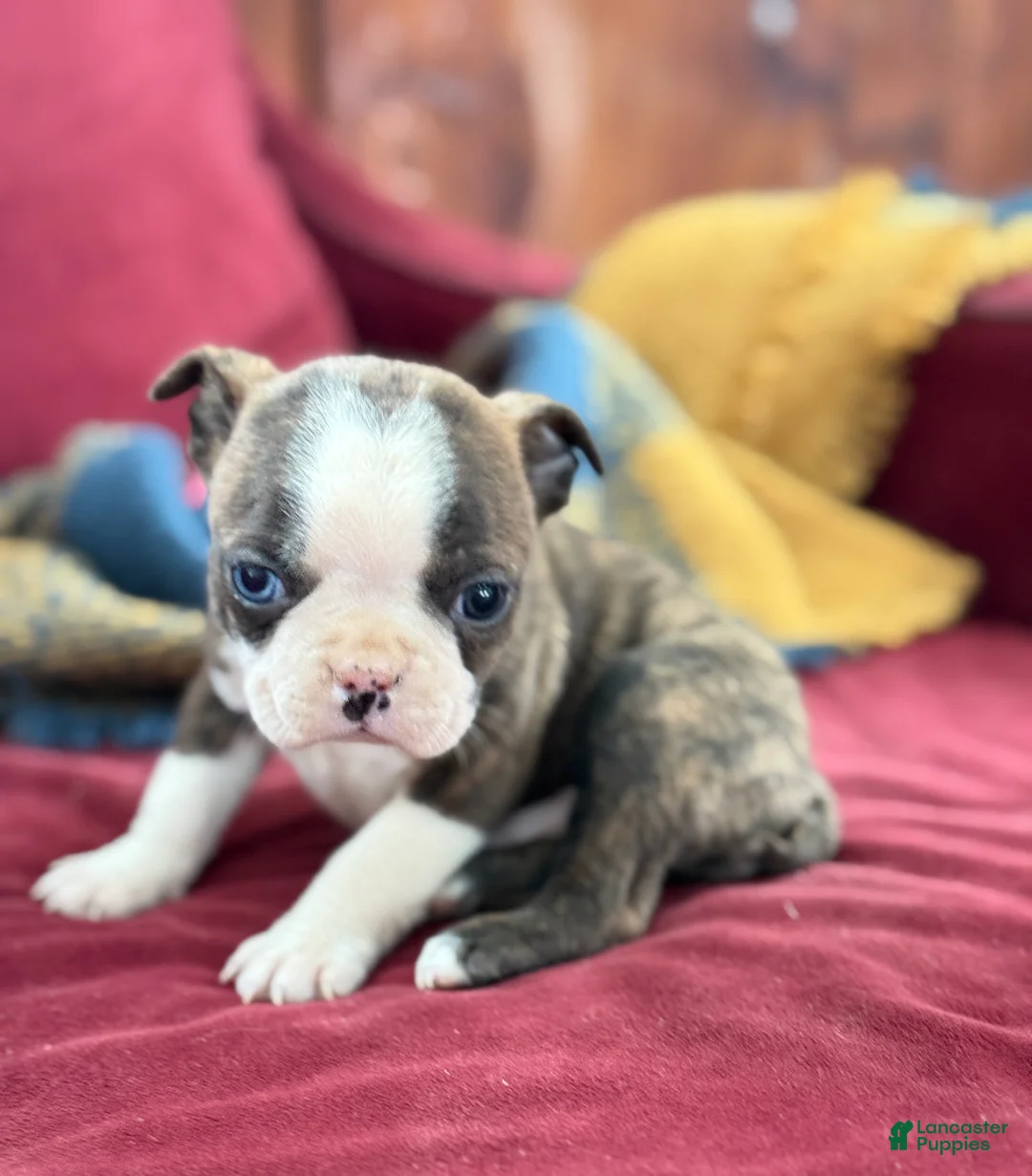 Boston Terrier dogs for sale: Bert - Ad 1