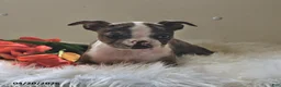 Boston Terrier dogs for sale: Brooklyn - Ad 3