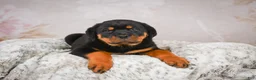 Rottweiler dogs for sale:  Sasha 🐾 - Ad 20