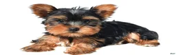 Yorkshire Terrier dogs for sale: Tracy - Ad 7