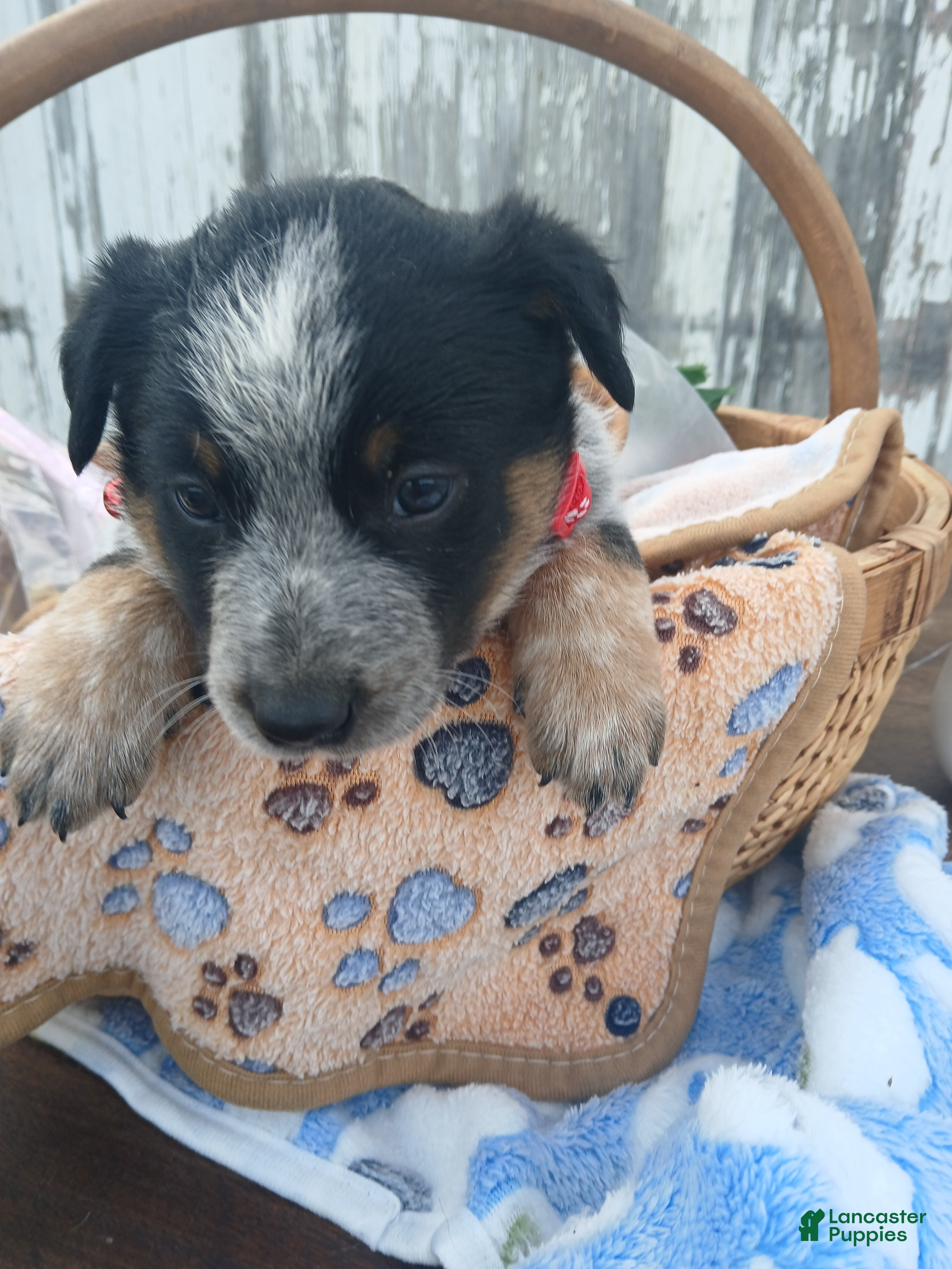 Australian Cattle Dog dogs Australian Cattle Dog Puppy 1 Whistle - Ad 12