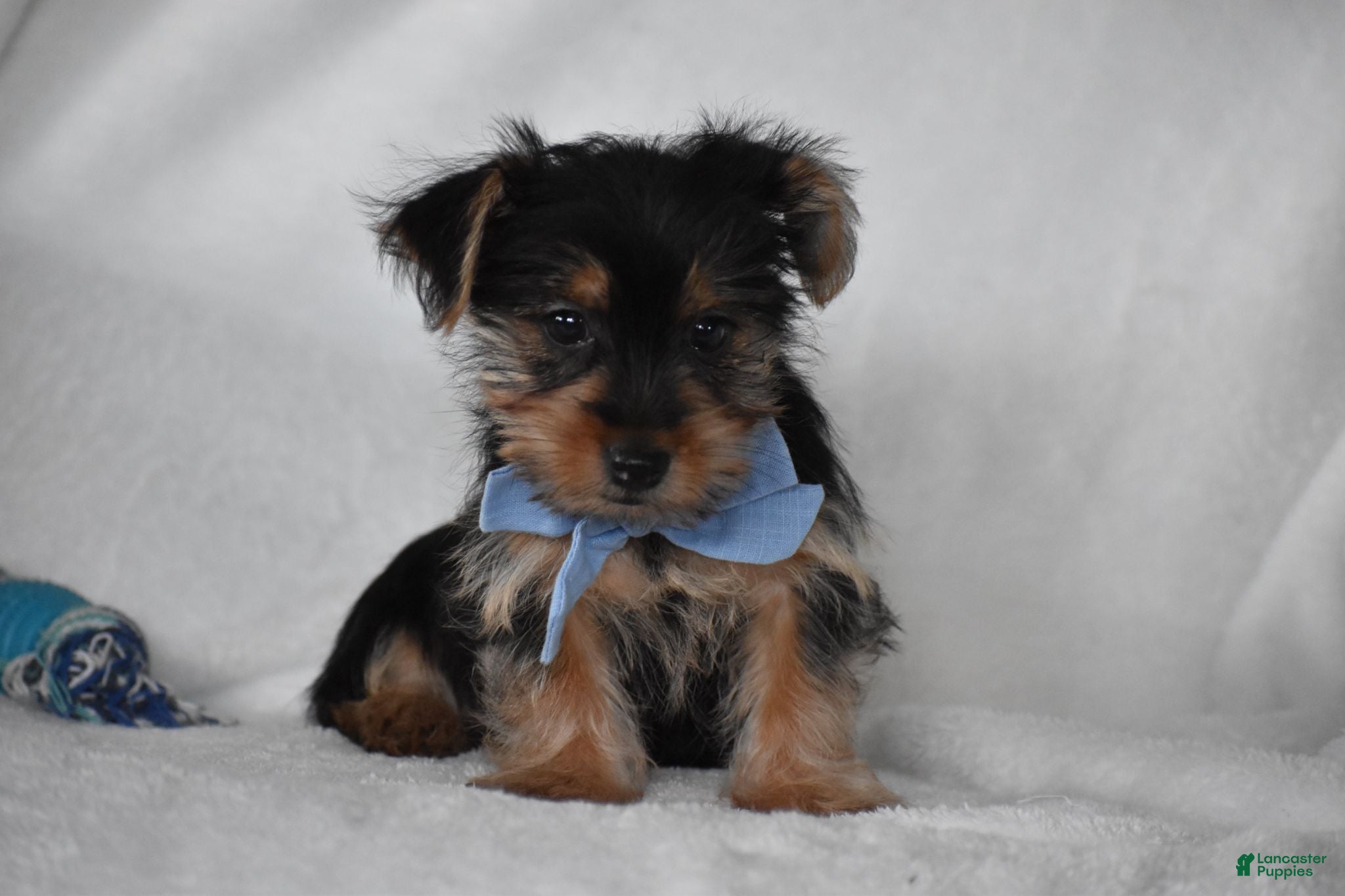Yorkshire Terrier dogs Blake - Ad 2
