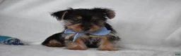 Yorkshire Terrier dogs for sale: Blake - Ad 2
