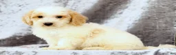 Bichpoo dogs for sale: Ender - Ad 7