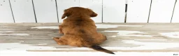 Miniature Dachshund dogs for sale: Sassy - Ad 4