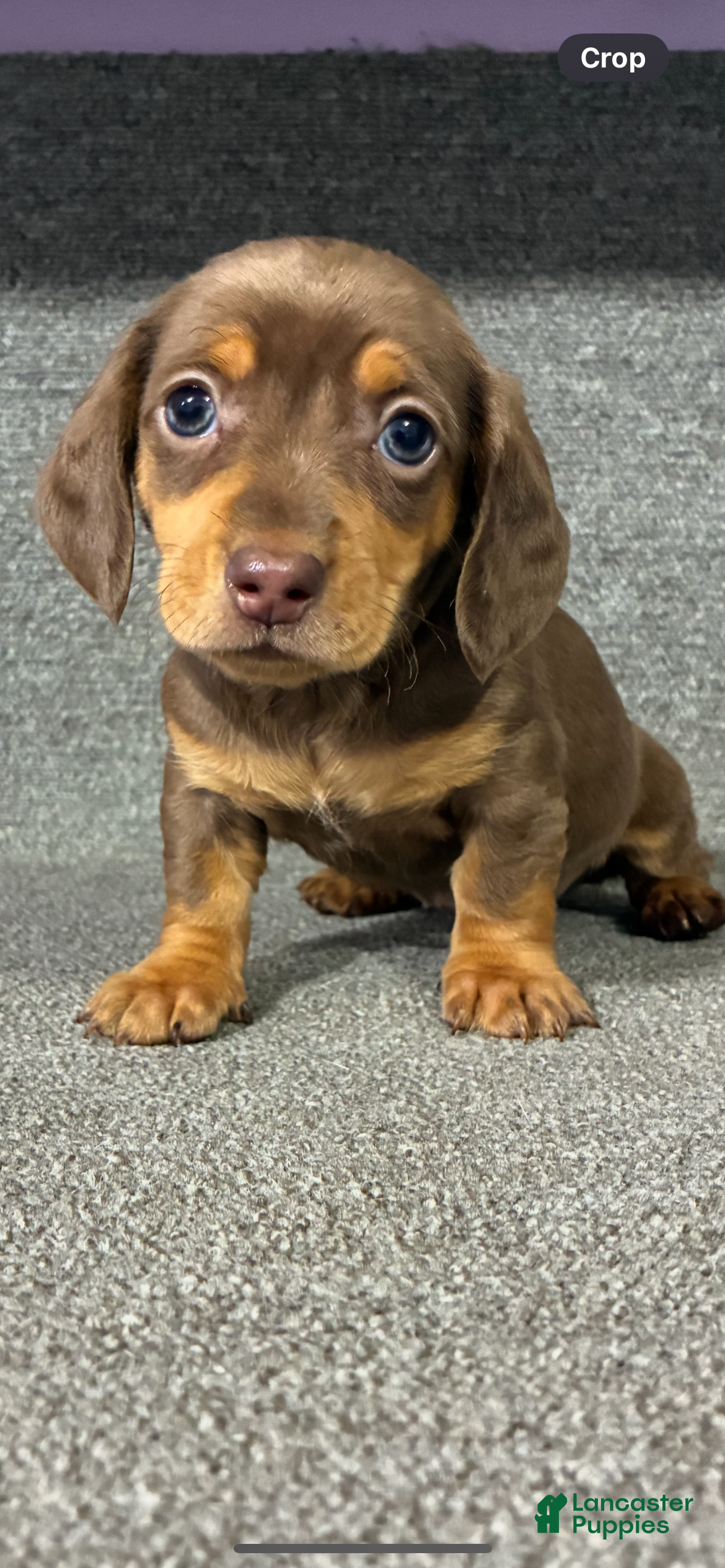 Miniature Dachshund dogs for sale: Tyla - Ad 4