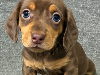 Miniature Dachshund dogs for sale: Tyla - Ad 4