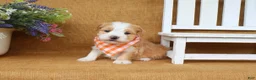 Havanese dogs for sale: Hunter - Ad 3