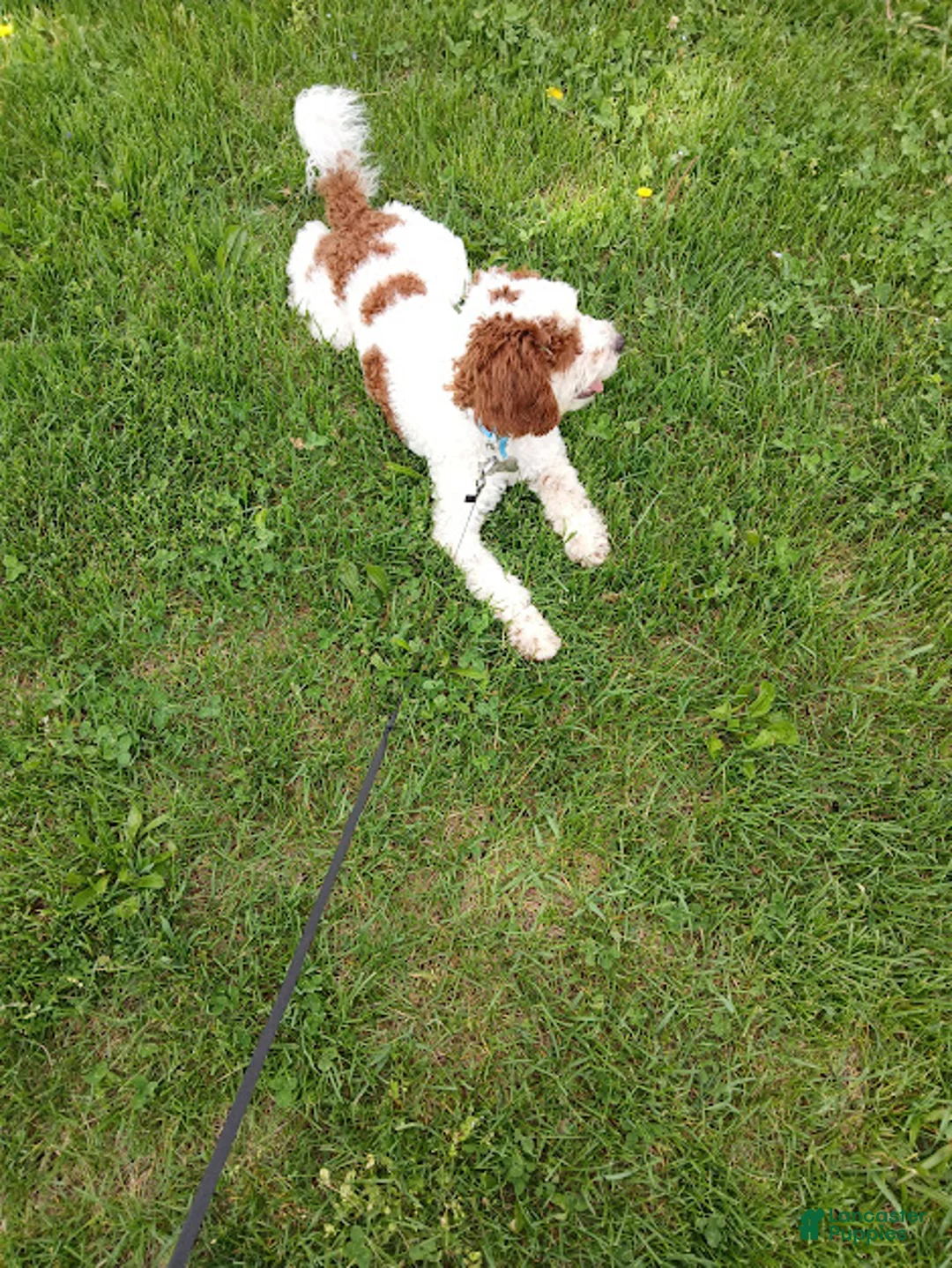 Other breed dogs for sale: smokey - Ad 2