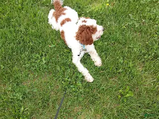 Other breed dogs smokey - Ad 1