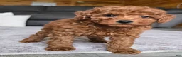 Miniature Poodle dogs for sale: Chloe - Ad 7