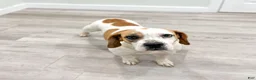 Beabull dogs for sale: Duke - Ad 6