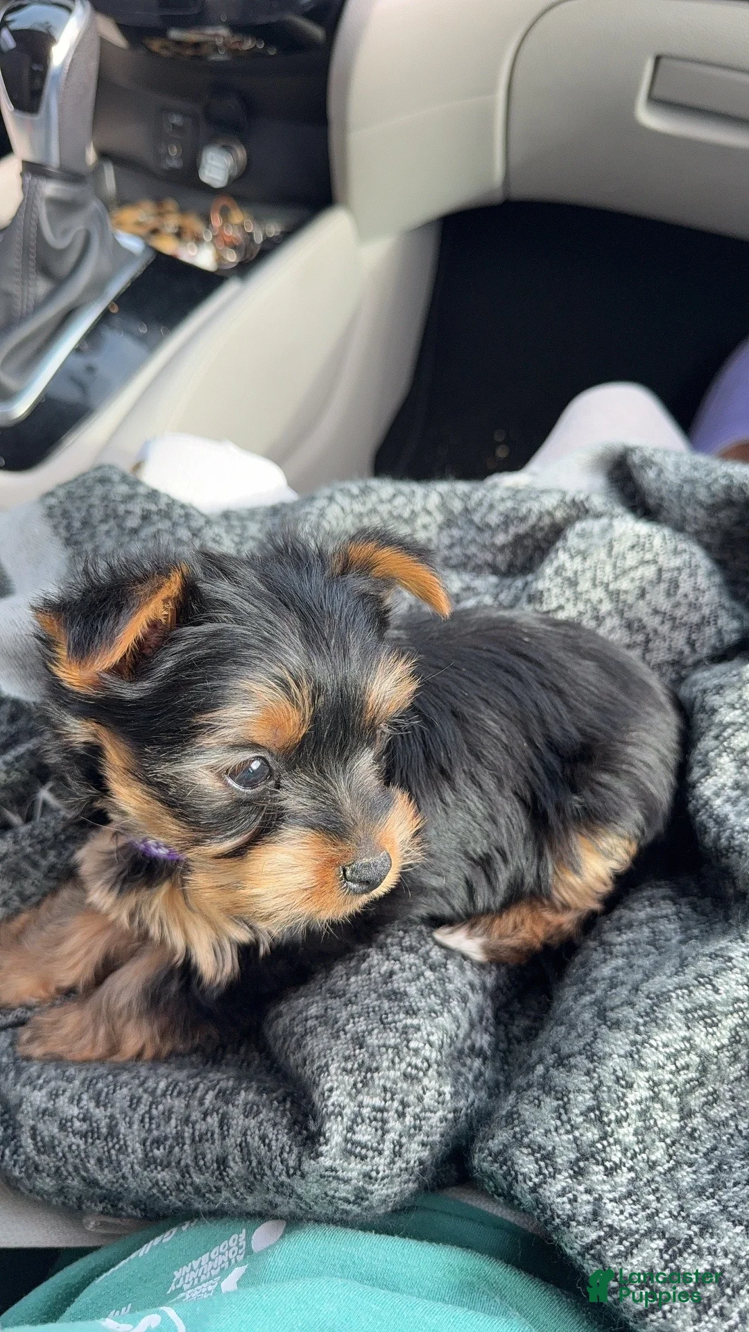 Yorkshire Terrier dogs for sale: Yorkshire Terrier Puppy 1 - Ad 1