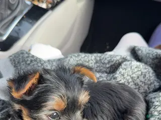 Yorkshire Terrier dogs Yorkshire Terrier Puppy 1 - Ad 35