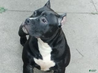 American Bully dogs American Bully Puppy 1 - Ad 30