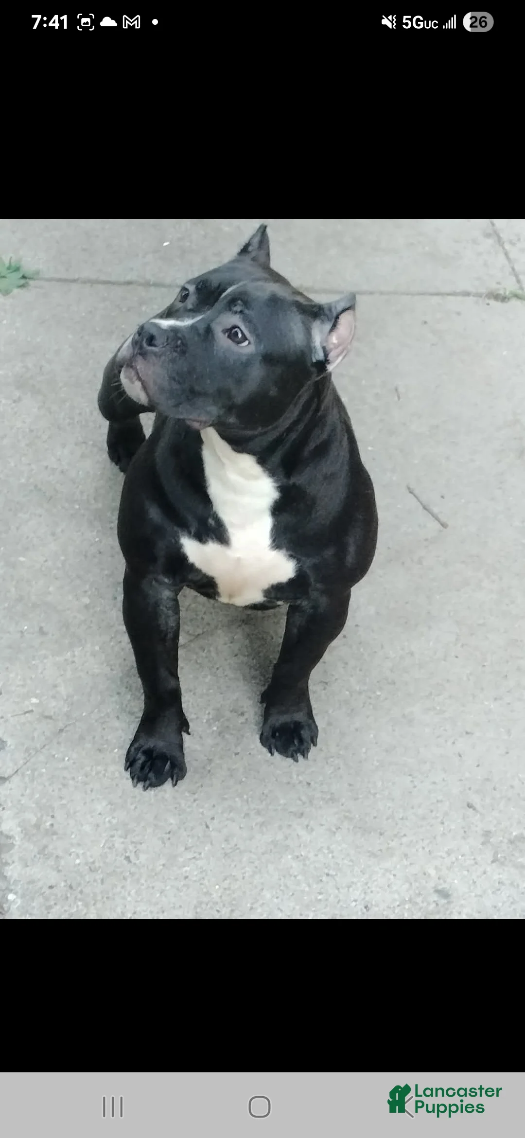 American Bully dogs for sale: American Bully Puppy 2 - Ad 3