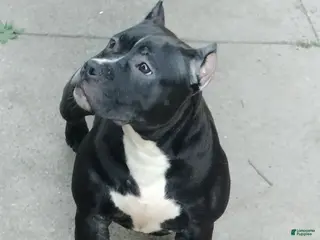 American Bully dogs American Bully Puppy 1 - Ad 23