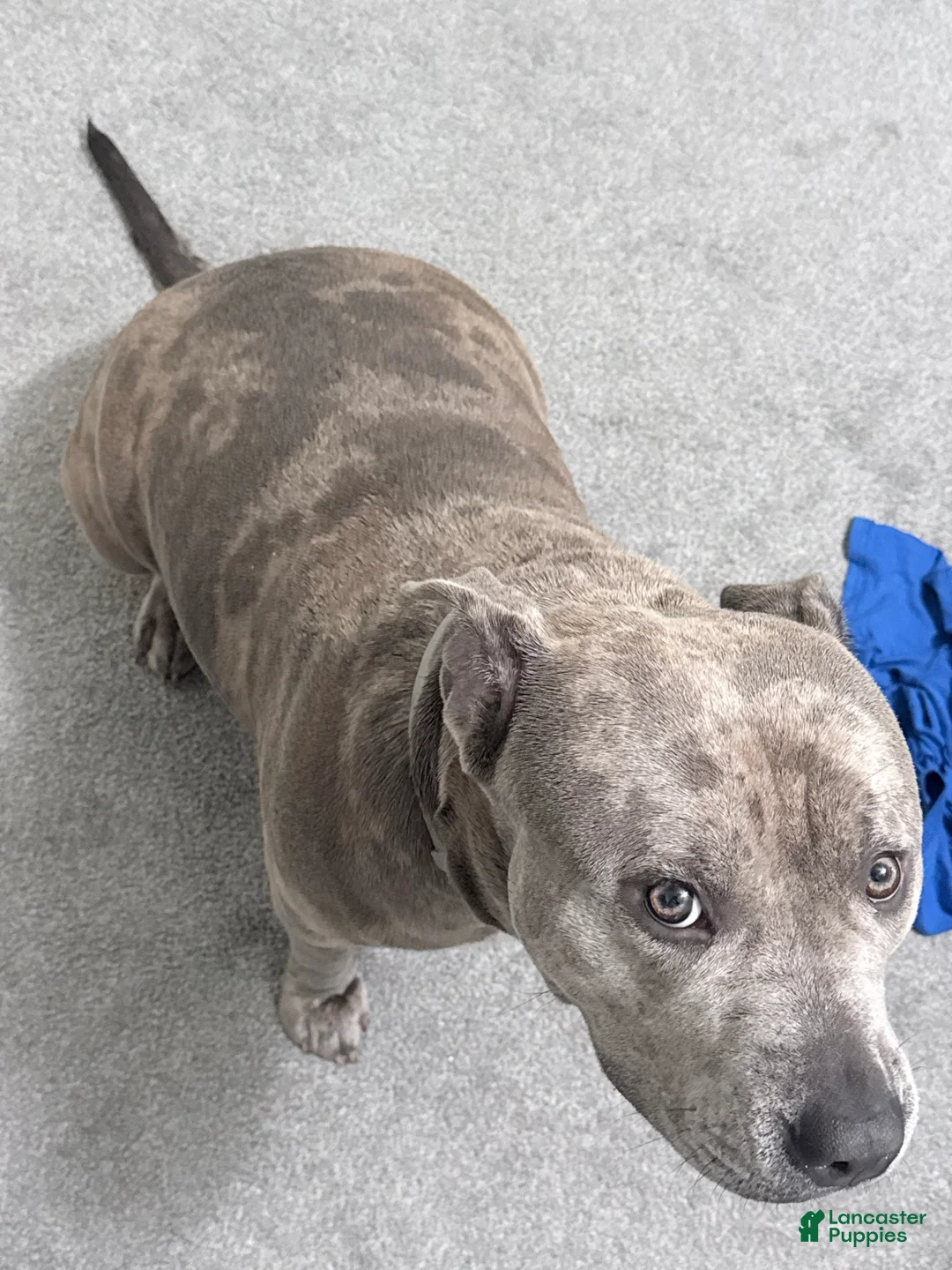 American Bully dogs for sale: American Bully 1 - Ad 2