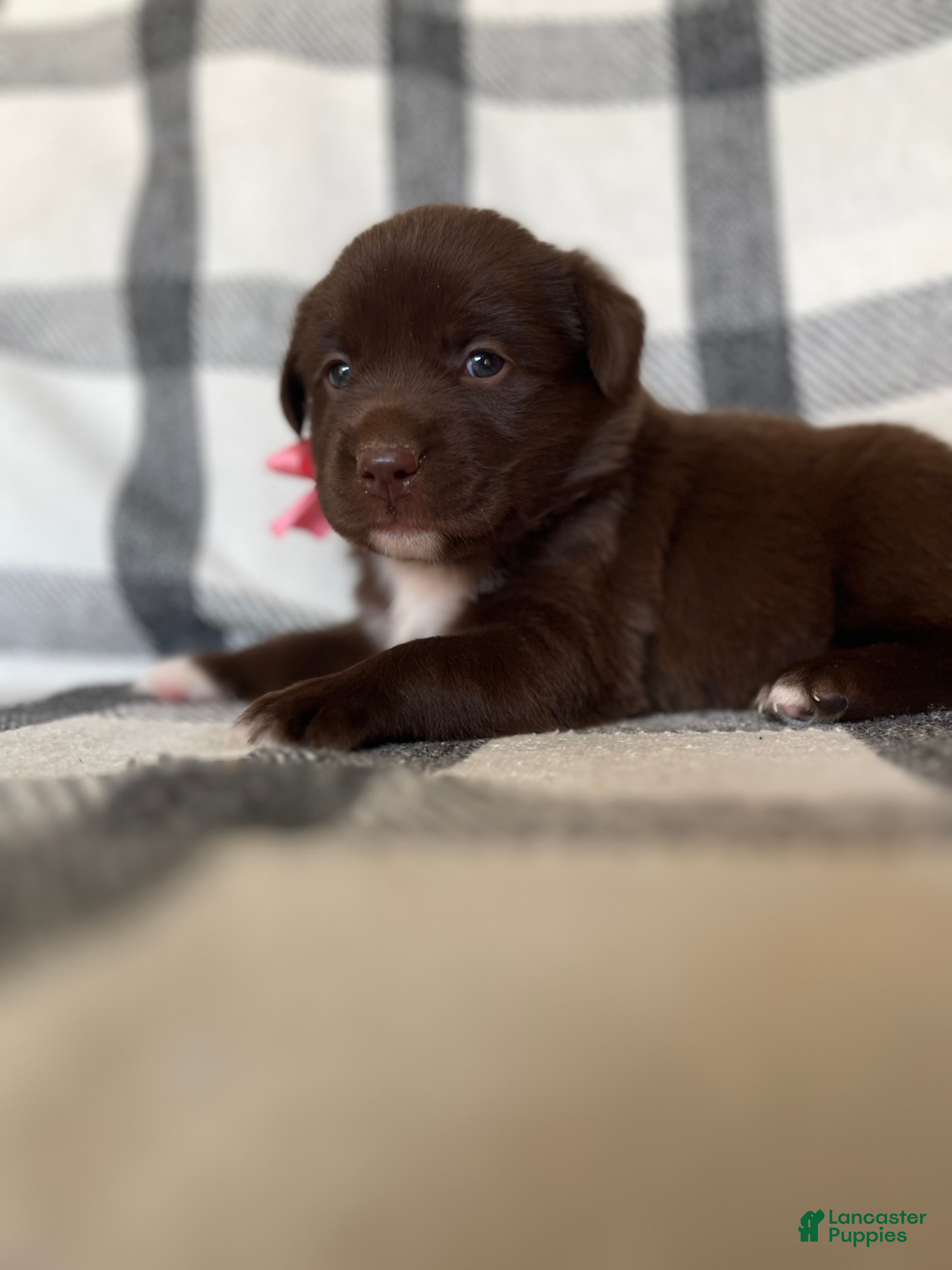 Mixed Breed dogs Daisy  - Ad 1